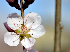 岐阜西部の梅