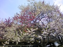 新宿御苑は、長く桜が楽しめる。２００９／４／５