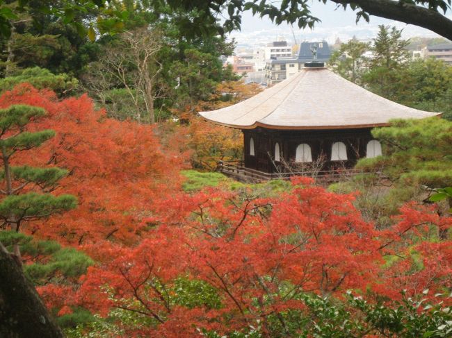 　10月頃に「そうだ京都に行こう」のコマーシャルを見ました。考えてみると、京都には何回も行っているのに、紅葉の季節は一回もありません。<br />　旅心が燃えてきてツアーを探してみたものの、京都市内泊は、完全に予算オーバーの８万円以上、５万円以下だと、良くて大津、ひどいのは大阪泊という、魅力の乏しいものだけしかありません。<br />　ではと、改めてネットで調べてみると、そこそこの市内ホテルが7千円/人台で空いていることを見つけました。千円高速と深夜割引を使ってこの宿に泊まれば、美味しいものを食べても、１人当たり3万円程度で行けると判断して、以下の行程を組んで出かけることにしました。<br /><br />1日目　11月23日<br />　5:00自宅→首都高→東名→12:00京都南→市内<br />　昼：本家尾張屋（利休そば）<br />　→京都国際ホテル(チェックイン13：00、駐車無料) <br />　→二条城→市バス12or101（12は金閣寺下車、101は金閣寺道）<br />　→金閣寺→市バス(12or59)→龍安寺(17:00まで)<br />　→市バス12(立命館まで戻って乗車)→塩芳軒（堀川中立売下車　ふくべ）<br />　→市バス(どのバスでも良い)→二条城下車/ 泊：京都国際ホテル<br /><br />2日目　11月24日<br />　朝：マエダコーヒー高台寺店<br />　　（イノダコーヒ本店は7:30頃に到着するも既に行列で断念）　　<br />　→大原三千院　民間P多数）→比叡山<br />　昼：12:00京とうふ藤野（北野天満宮西2分）<br />　上七軒→北野天満宮→祇園ホテル駐車場へ<br />　タクシー→銀閣寺→哲学の道（1.6?）→永観堂→南禅寺→水路閣→ホテル<br />　夜：高台寺（ﾗｲﾄｱｯﾌﾟ）→19:00平野屋本店（いもぼう、円山公園）<br />　　　　泊：祇園ホテル<br /><br />3日目　11発25日<br />　朝：マエダコーヒー高台寺店（はれまのちりめんがあった）<br />　高雄へ　出発7:30（駐車場：高山寺、164号とパークウエイの合流）<br />　→高山寺、西明寺、神護寺→市営嵐山駐車場→渡月橋→嵐山公園展望台<br />　市営御池地下P（上限1500円、高島屋契約3h無料）<br />　昼食：常磐は定休日、京極スタンドは連れに嫌われ、新京極のうどん屋に入るも不味し<br />　→、錦小路、デパート、祇園辺り→6時頃帰途→午前0時10分自宅