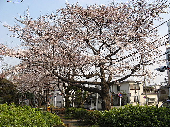 ★２００７年３月２８日★東京世田谷区経堂（きょうどう）に「鳥山川緑道」（からすやまがわりょくどう）という細長い公園緑地のようなのがあり、四季折々花が咲いていますが、今日は桜が満開に近く見事でした！！高源寺の池が水源で、江戸時代には飲料や田用水として玉川上水からの分水を合わせ「鳥山用水」として開発されたそうです。古くは鳥山城の堀の一部であったとも言われているようです。その後昭和４０年代に徐々に下水道が普及し汲み取りから下水管へと変化し、ここも蓋をされ緑道として整備されたそうです。