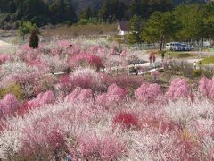 三重　いなべの梅林公園