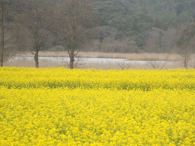 トンボの生息地として有名な桶ヶ谷沼で、今、菜の花がきれいとの情報に見に行こうと、やって来ました。<br /><br /><br />いちめんのなのはな<br />いちめんのなのはな<br />いちめんのなのはな<br /><br />ホントにきれいでしたよ。20日頃にはコンサートなどの催しがあるみたいです。ここで結婚式もできるみたいですよ。<br /><br />近くにはJリーグジュビロ磐田の練習場もあります。<br />市観光協会のホームページを見ると、花の町として春から秋までの花の名所がのっていました。<br />桜、藤などまたのぞきに来たいです。