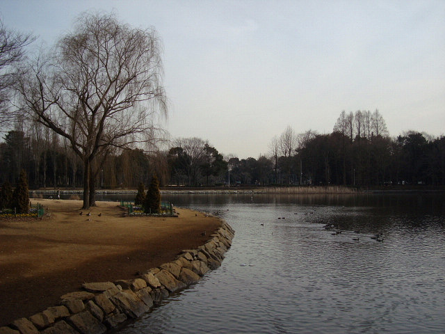 久しぶりに、つくば市の洞峰公園にバードウォッチングに行ってきました。<br />表紙写真は、洞峰公園の洞峰沼です。<br /><br />※ 2016.08.09 位置情報登録