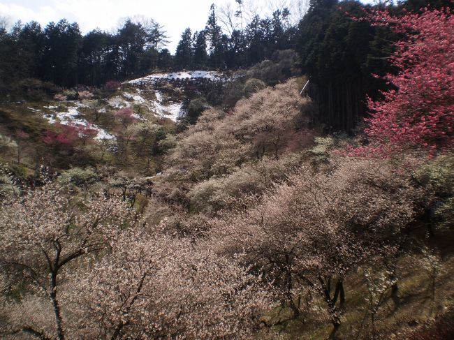 良い天気の無い日が長く続き、3月というのに雪まで舞いました。<br />温かさにつられて吉野梅郷に行ってきました。<br />梅を堪能してきました。<br /><br />七分と言いますがきれいでしたよ。<br /><br />満開だともっといいです。