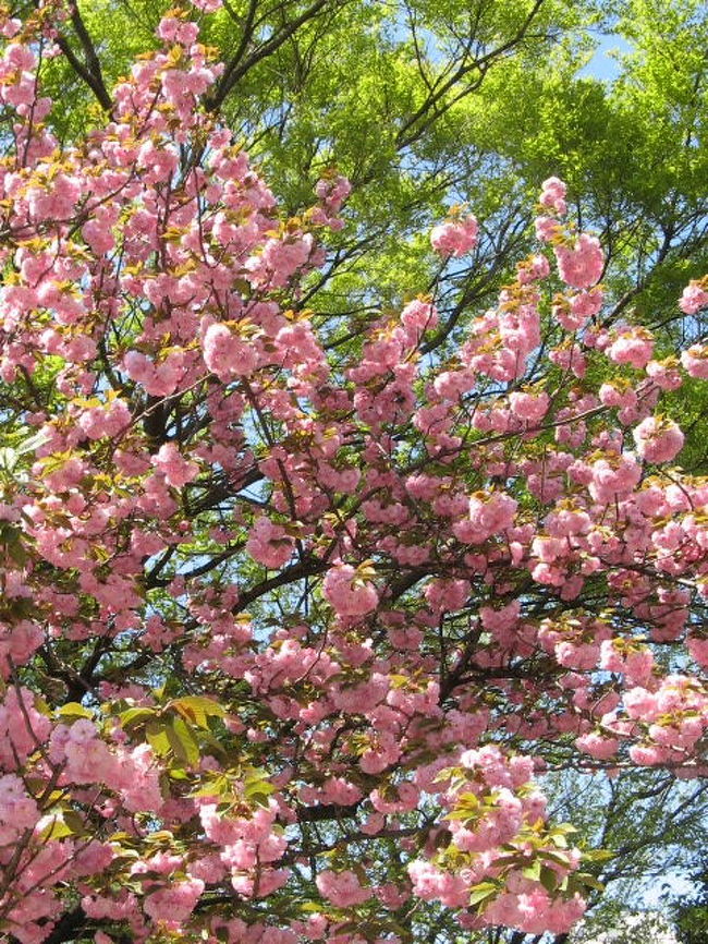 ２００９年４月。満開の桜の時期（２００7年３月末）に歩いて感激した、小田急線経堂駅近くの「烏山川（からすやまがわ）緑道」ですが、今年は残念ながら、普通の桜は全て散ってしまっていました。でも八重桜やそのほかいろいろの花が咲いていましたし、新緑が綺麗で、気持ちよい散歩が出来ました。<br /><br />★２００７年３月２８日は↓<br />　　　http://4travel.jp/traveler/fu-se/album/10438722/