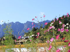 戸隠　初秋のコスモス