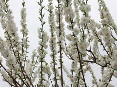 大阪城春の花三昧 ～第二弾～ 「大阪城桃園」