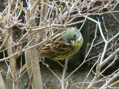 庭の野鳥さん2010