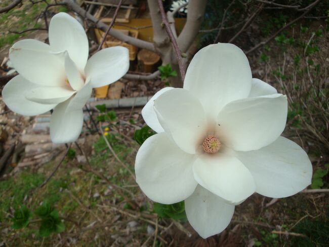 磐田市の菜の花畑から移動。<br />モクレンが咲いていると聞いた岡部・十輪寺へ。<br />たくさんのモクレンが植えられていました。一つ一つの花が大きいので見ごたえがあります。いい香りもします。<br />少し散りかげんでしょうか。まだまだ小さな木も多く数年たって大きくなったら、山一面モクレンとなりきっとすばらしいことでしょう。夜間ライトアップもしているそう。<br /><br />実はこの近くには、河津桜もありますよ。もう葉桜になっていましたが、2月中旬には咲いていたはず、焼津ICからすぐの朝比奈川沿いに1km以上にわたり桜並木となっています。<br /><br />そして焼津魚センターでお買い物。<br />最後に30年前の恋人時代に立ち寄った喫茶店がまだあるはず・・・と、二人で記憶をたどって街中をうろうろ。<br />「カントリーロード」っていう、大きな大きなバケツで作ったようなプリンやフレンチトーストのお店なんです。結局わからず帰路に・・残念。道路もいろいろ変わってしまったし、急に思いついたので、まあ無理か？<br /><br />帰宅しテレビを見てたら、「フルーツパークではアーモンドの花が咲きました」と。<br />惜しかったなあ、磐田に行ったついでに寄れたかなあ、まあいいや、今年の桜見物はフルーツパークとフラワーパーク、浜松城で決まりです。<br /><br />桜といえば、今年の川根は早い、と『もりのいずみ』あたりに遊びに行った人が言っていました。要チェックです。<br /><br /><br />