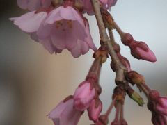 咲き始めた地蔵院の枝垂れ桜