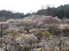 青梅市　吉野梅郷　梅の公園　2010.3