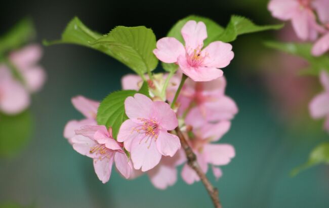 2010年開催のフラワードーム紹介の続きです。例年出品されている、早咲きの河津桜等の紹介です。