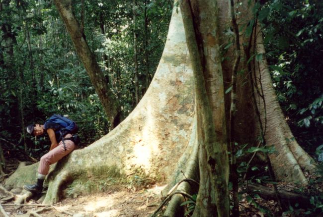 マレーシア最大の国立公園「TAMAN NEGARA  （タマン・ネガラ国立公園）」は、マレー半島の中央に位置していた。<br /><br />クアラルンプールからバスで２時間揺られた後、高速ボートで３時間！<br /><br />日本では見た事がない巨木と本当の熱帯雨林ジャングル。<br />このジャングル・トレッキングで、俺は生まれて初めてあの生き物に出会った。