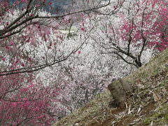 2010年の梅散策ラストは吉野梅郷の梅まつり（2）もっと花色が濃くて天気が良かったら、と思ったけど、それでもなお……