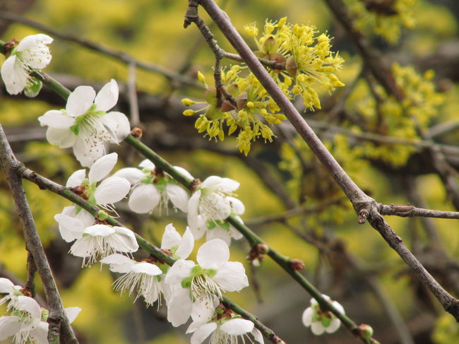 春ですもの。<br />梅以外にも惹かれる花があります。<br />吉野梅郷に訪れるのは今年で２度目だからか、時々梅以外によそ見する余裕がありました。<br />それにもともと梅の公園では、正面入り口近くのサンシュユも楽しみにしていました。<br />当然、梅とのコラボ写真も。<br />もっとも、今回も梅の公園には東口から入ったので、サンシュユはぐるりと回ったあとの最後のお楽しみ。<br /><br />梅の公園ではほかに、椿やスイセンの写真と、２種類の可憐な野花を見つけました。<br />２種類ともスミレかと思ったのですが、１つ目はセリバヒエンソウという、今まで見たことがなかった花でした。<br />２つ目はアオイスミレ。<br />スミレが咲いている！と注目されたご夫婦が、持ち歩いていた野花の本を引っくり返して、そうではないかと教えてくれました。<br /><br />外から梅の公園を見下ろせる絶景ポイントに向かうと、そのふもとの天澤院には小さな山野草園がありました。<br />去年は気付かなかったかもしれません。<br />セツブンソウは残念ながら葉っぱだけ。<br />でも、ショウジョウバカマにここでも出会えました。<br /><br />今年初めてのショウジョウバカマとの出会いの写真<br />http://4travel.jp/traveler/traveler-mami/pict/18571915/<br />関連の旅行記<br />「カタクリとオオミスミソウを求めて早春の野花の咲く森林公園へ」（2010年３月14日）<br />http://4travel.jp/traveler/traveler-mami/album/10438726/<br /><br />ヒラヤマユキノシタとスノーフレークもありました。<br />この２つの花はうちの近所の方がたくさん咲いていますが、思いがけない出会いはやっぱり嬉しいものです。<br />寒い季節にも花を咲かせていたヒラヤマユキノシタには、ごくろうさま、と、これから本格的な春になったら鈴なりの姿を楽しませてくれるスノーフレークには、また会いましたね、ひさしぶり、と声をかける気持ちでカメラを構えました。<br /><br />《2010年の梅散策ラストの吉野梅郷の旅行記シリーズ》<br />□（1）めいめい楽しもう梅の里<br />□（2）もっと花色が濃くて天気が良かったら、と思ったけど、それでもなお……<br />■（3）梅の里で見つけた梅以外の春の花<br /><br />※この旅行記で、ちょうど1,000冊目となりました。我ながら快挙@<br />