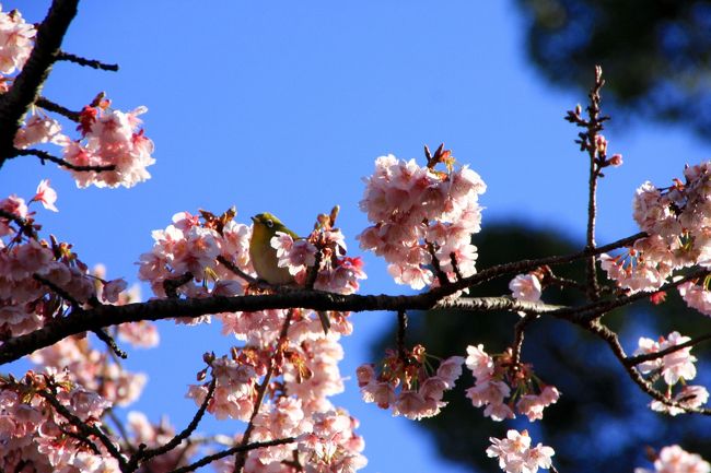 熱海梅園で行われている梅まつりの番外編<br /><br />熱海梅園の梅の花や熱海桜の花を<br />ついばみにやってきたメジロさんです。<br /><br /><br />【関連旅行記】<br />第６６回　熱海梅園梅まつり<br />http://4travel.jp/traveler/yuckey1968/album/10439416/