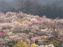 青梅の吉野梅郷