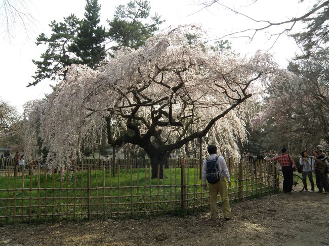 桜の季節だ in 京都