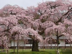 醍醐寺の桜　２０１０年３月２０日