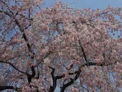 春の京都お散歩（その２） 御所の桜と播磨屋FREE CAFE＆気になるお店たち
