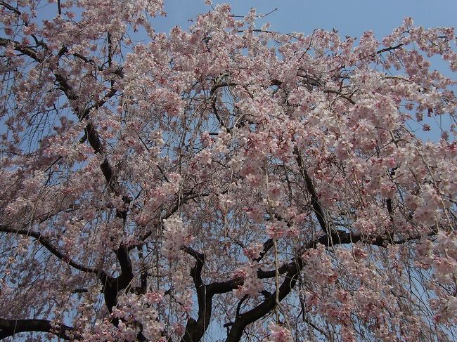 新島襄旧邸見学の後は、播磨屋のFREE CAFEでお茶でもしようかと御所を通り抜けると、思いがけなく桜が綺麗に咲いていました。<br /><br />暖かくて桜も綺麗で、みんなウキウキと休日を楽しんでるみたいでした。<br />ひょんな事から京都府庁まで足を延ばすと、またまた桜♪<br /><br />知らなかったカフェも幾つか発見したりと、丸太町散策を満喫しました。<br /><br />（その１：新島襄旧邸見学）はこちら<br />→http://4travel.jp/traveler/dobleluna/album/10440418/<br />（その３：東山花灯路）はこちら<br />→http://4travel.jp/traveler/dobleluna/album/10440673/<br /><br />