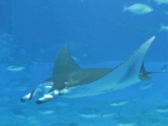 2010年　2回目の沖縄（3日目）