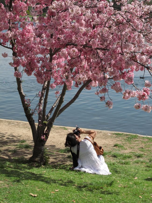 アメリカで桜というとワシントンDCの<br />ポトマック河畔が有名ですが<br />他の都市でも桜は見られます。<br />今回はロサンゼルスで最も桜の多い<br />バルボア・パークをご紹介します。