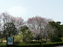 皇居東御苑で早咲きの桜探し