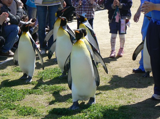 ペンギン大好きです。先月行った長崎バイオパークにもフンボルトペンギンが居ましたが、長崎ペンギン水族館には8種類、100羽を超えるペンギンが飼育されています。<br /><br />JR長崎駅からは、県営バスで「長崎駅前南口」から「網場（あば）・春日車庫」行きに乗り、「ペンギン水族館前」で下車。<br />平日は「長崎駅前南口」には停車せず、「長崎駅前東口」が乗り場なので要注意。<br />