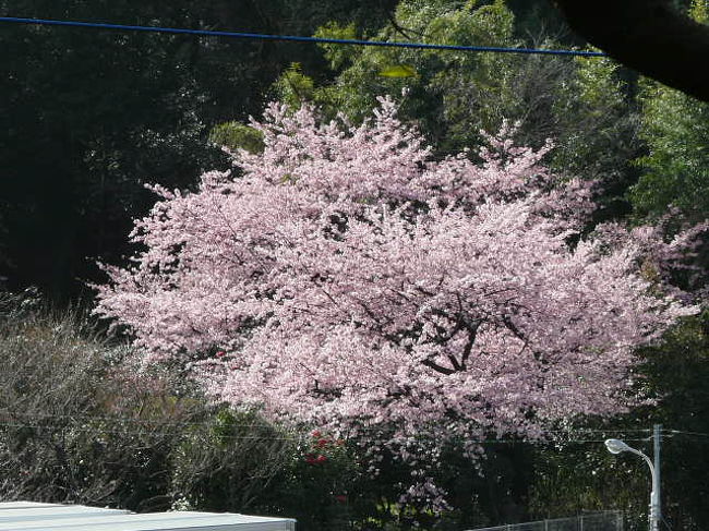 ここは温室もあるし雨でも問題ない<br /><br />出来ればたくさん見れればいいな〜という思いが強い<br /><br />途中で寄り道はいつものことだが　昨日の分も取り戻せればという思いもあって今日は気合が入っていた<br /><br />出来れば京都や大阪の方にも出かけて見たいという気持ちはあるがまずは近場で見れるだけ見ておきたい<br /><br />ホームページのアドレスが変更になって探しにくくなってますので載せておきます<br />http://www.pref.saitama.lg.jp/site/ennainosakura/<br /><br /><br /><br />