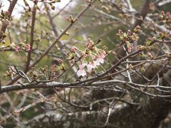 春を探しに鎌倉へ・・・　前編