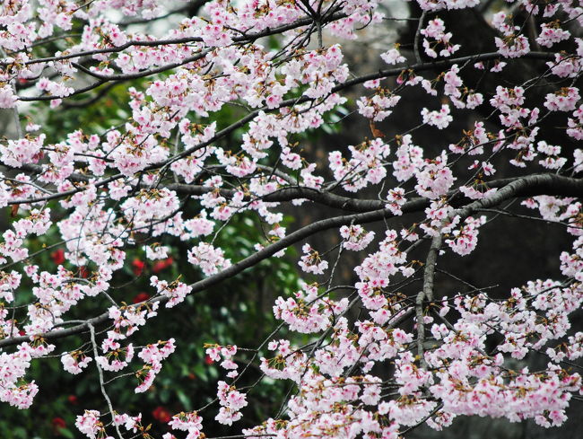 「東川（あづまがわ）の早咲き桜が咲き始めたわ。」<br />お友達からのメールで心ウキウキ。<br />所要で所沢にでるついでに久しぶりにいってみました。<br /><br /><br />★Japan　～ミツバチばあやの冒険～　サイトマップ<br />http://4travel.jp/traveler/tougarashibaba/album/10453406/<br /><br />