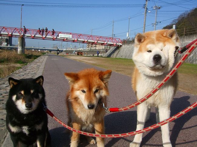 今日はお休み、朝から天気もご機嫌さん！<br />自宅すぐそばの瀬野川に朝の散策です。