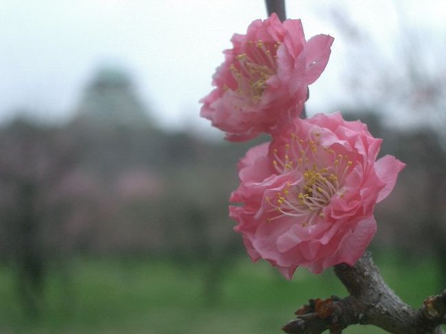 遅まきながら、桜が咲く前にと、大阪城梅林にいってきました。まだ、間に合いました。