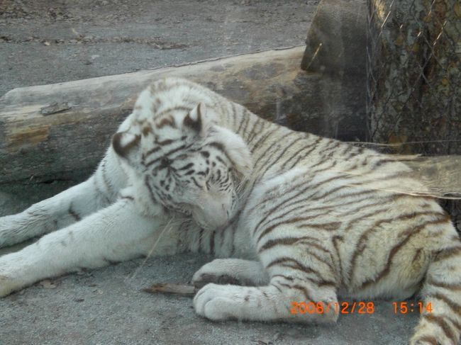 さむーぃ冬真っ只中に、<br /><br />東武動物園行ってきました〜♪<br /><br />http://www.tobuzoo.com/cgi-bin/zoo/zoo_index.php<br /><br />white tiger見れて良かった〜vv<br /><br />東武日光線の浅草方面行に乗って、東武動物公園駅で下車。<br /><br />そこから歩いて10分くらいかな〜<br /><br />遊園地、動物園、プールって付いてるらぃんだけど、<br /><br />動物園のみ行きました☆<br /><br />大人になってから行く動物園も結構面白かったvv<br /><br />可愛くってﾃﾝｼｮﾝあがりますvv<br /><br /><br /><br />