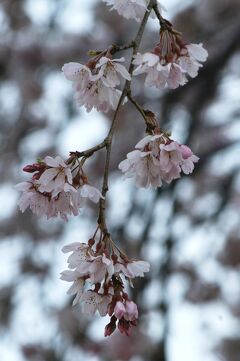 2010春、桜ちらほら天白川(1/4)：枝垂れ桜、雪柳、雀、ボケ、タンポポ、ホトケノザ