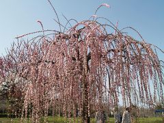 東谷山のしだれ梅