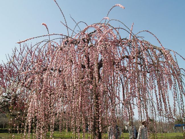 名古屋市の中心部から北東に20Km位の瀬戸市と春日井市に隣接する辺りに「東谷山フルーツパーク」という公園があります。<br />http://www.fruitpark.org/<br /><br />ここのしだれ桜は有名ですが、この時期に梅の花も満開と言う情報を得て小春日よりの日に行ってきました。