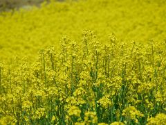 愛知　愛知牧場の菜の花とひつじ