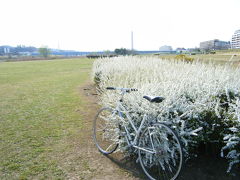 多摩川にも春が来た！！