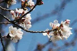 2010春、桜ちらほら天白川(2/4)：ソメイヨシノ、レンギョウ、ボケ、鳩、雪柳