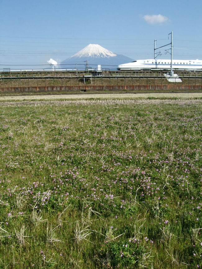 昨日の早朝の暴風雨から1日が経過した今朝の富士山を新幹線と一緒にしない中里で撮ってきました。<br />田んぼにはレンゲも咲いていました。