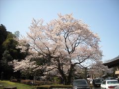 ２０１０年の桜その１　～鵜飼桜～