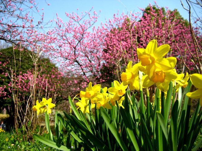 前回よりも一段と花が増えカラフルになっていました。<br /><br />早咲きの桜、ハクモクレン、それにチューリップもちょっとだけ咲いていました。