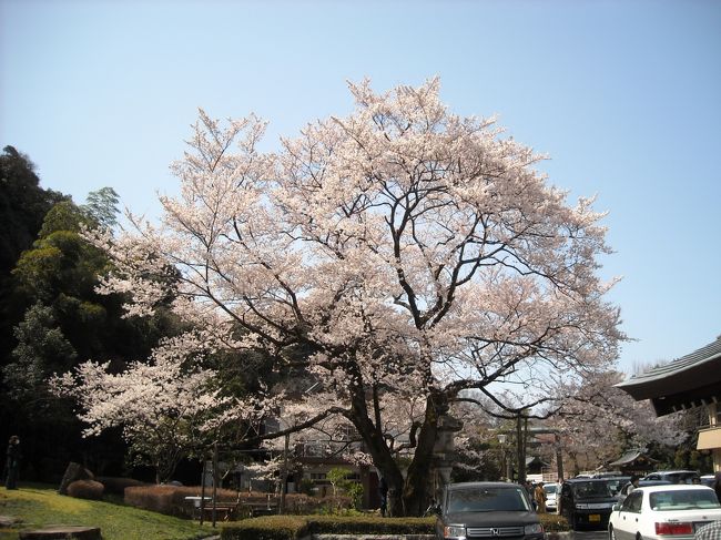 開花宣言は出たものの、まだまだ咲き始めの桜達ですが、早咲き桜を求めて、一足お先にお花見を堪能して参りました＾０＾