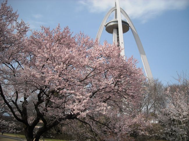 偶然知った、１３８タワー堤防の桜の満開情報。<br />あまり期待しないで訪れたのですが、満開の桜のトンネルに感激♪<br />蕾たちの桜もありましたので、まだまだお花見が楽しめそうです♪