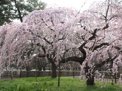 2010京都御苑　桜も見ごろ　桃も梅も同時に見られます