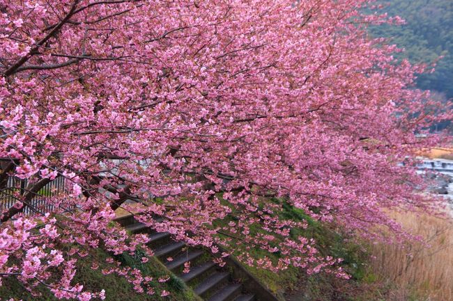 伊豆河津で行われた河津桜まつりに行ってきました。<br /><br />河津桜まつりの駐車場に車を停め、<br />河津川沿いを河津桜を見ながら、荒倉橋から峰小橋の間を散策してきました。<br /><br />河津桜は７・８部咲きでしたが、充分に楽しむことができました。<br /><br />