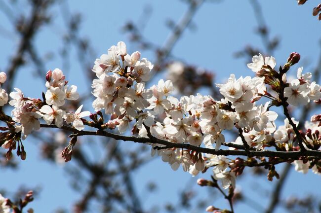 2010春、桜ちらほら天白川(3/4)：桜、コガモ、黄水仙、花大根、菜の花、八手、柊南天