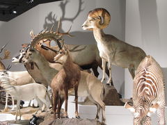 連休は甥っ子姪っ子と国立科学博物館の「大哺乳類展」